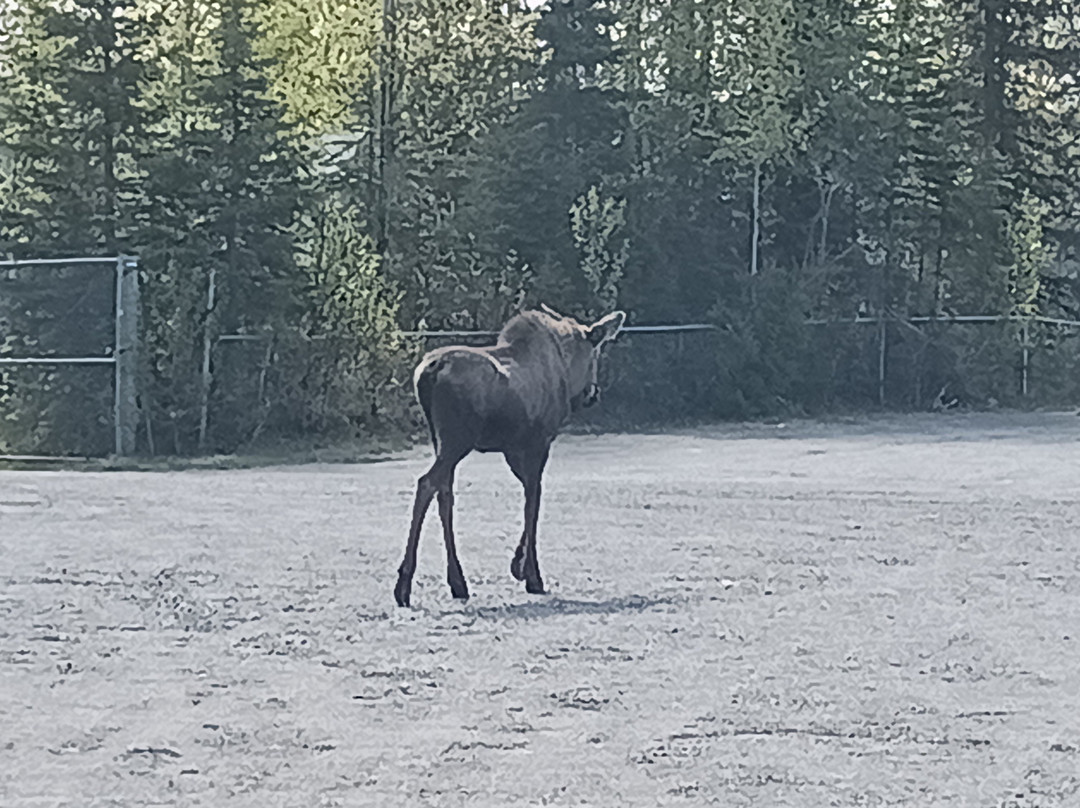 Soldotna Historical Society & Museum-索尔多特纳必去景点