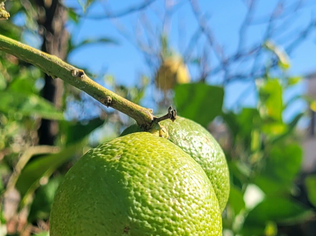 Evagelina Hotel主图