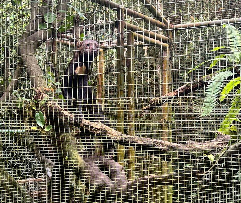 El Nispero Zoo and Botanical Garden景点图片