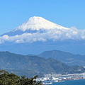 Shibuyakko