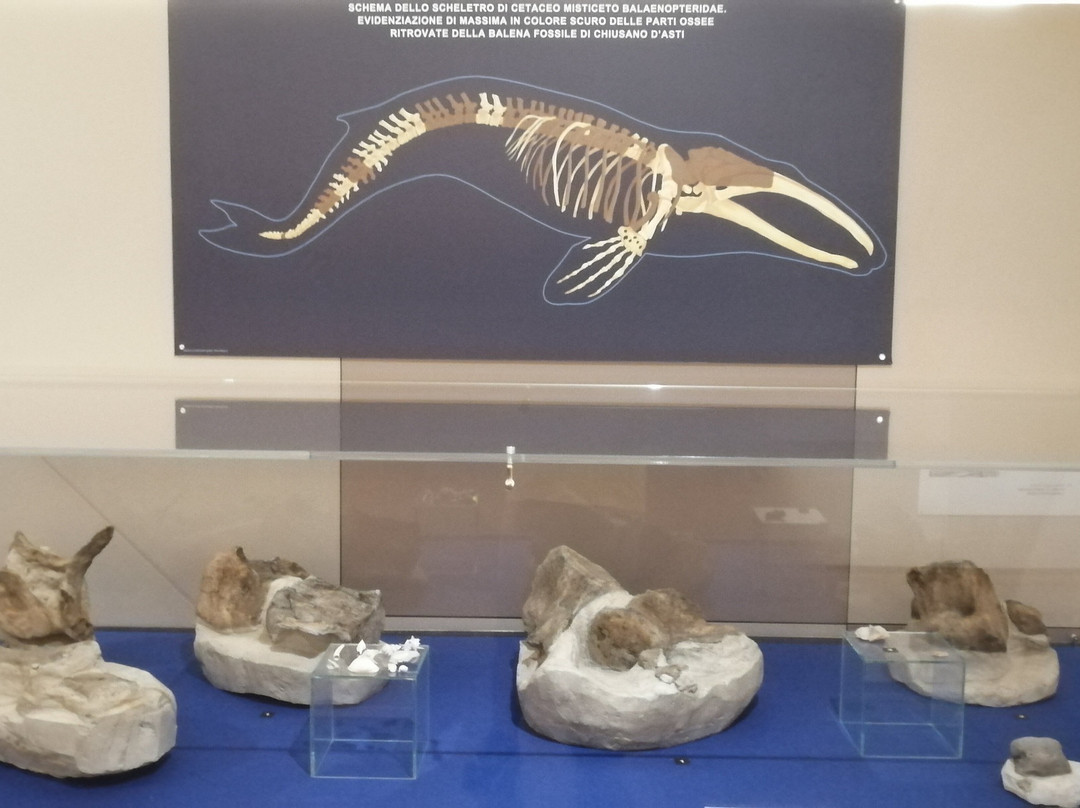 Museo Paleontologico Territoriale dell'Astigiano-阿斯蒂必去景点