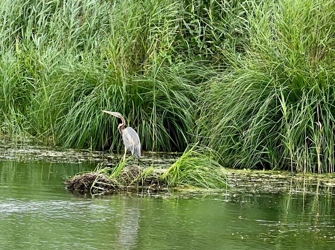 Embarcadère du Marais Poitevin景点图片