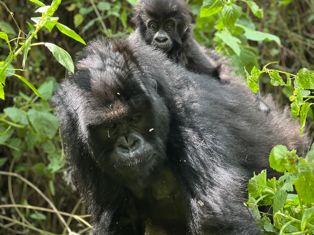 EcoTours Rwanda-吉佳利必去景点