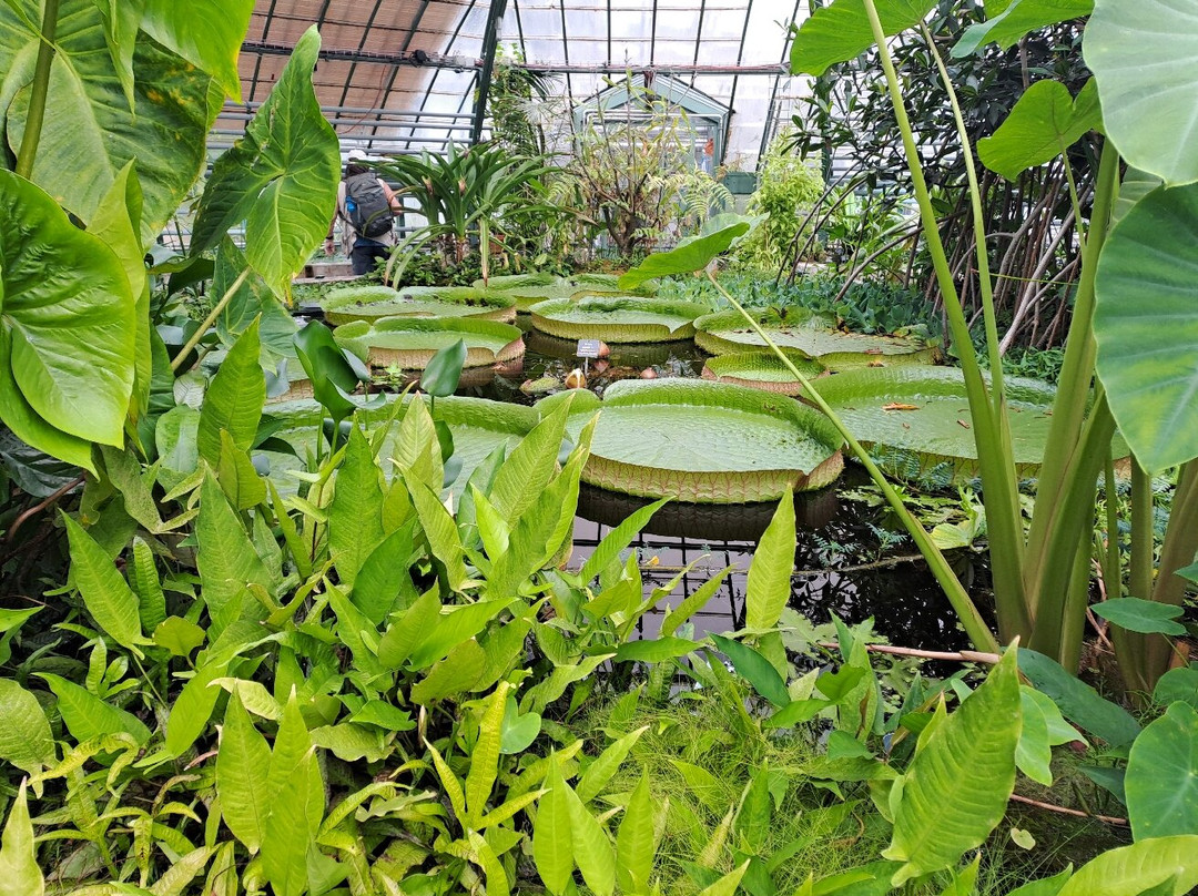 Botanischen Garten der Universität Basel-巴塞尔必去景点