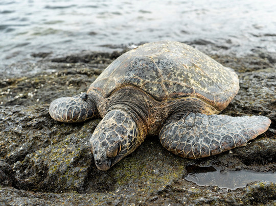 Shaka Braddah Tours Llc-希洛必去景点