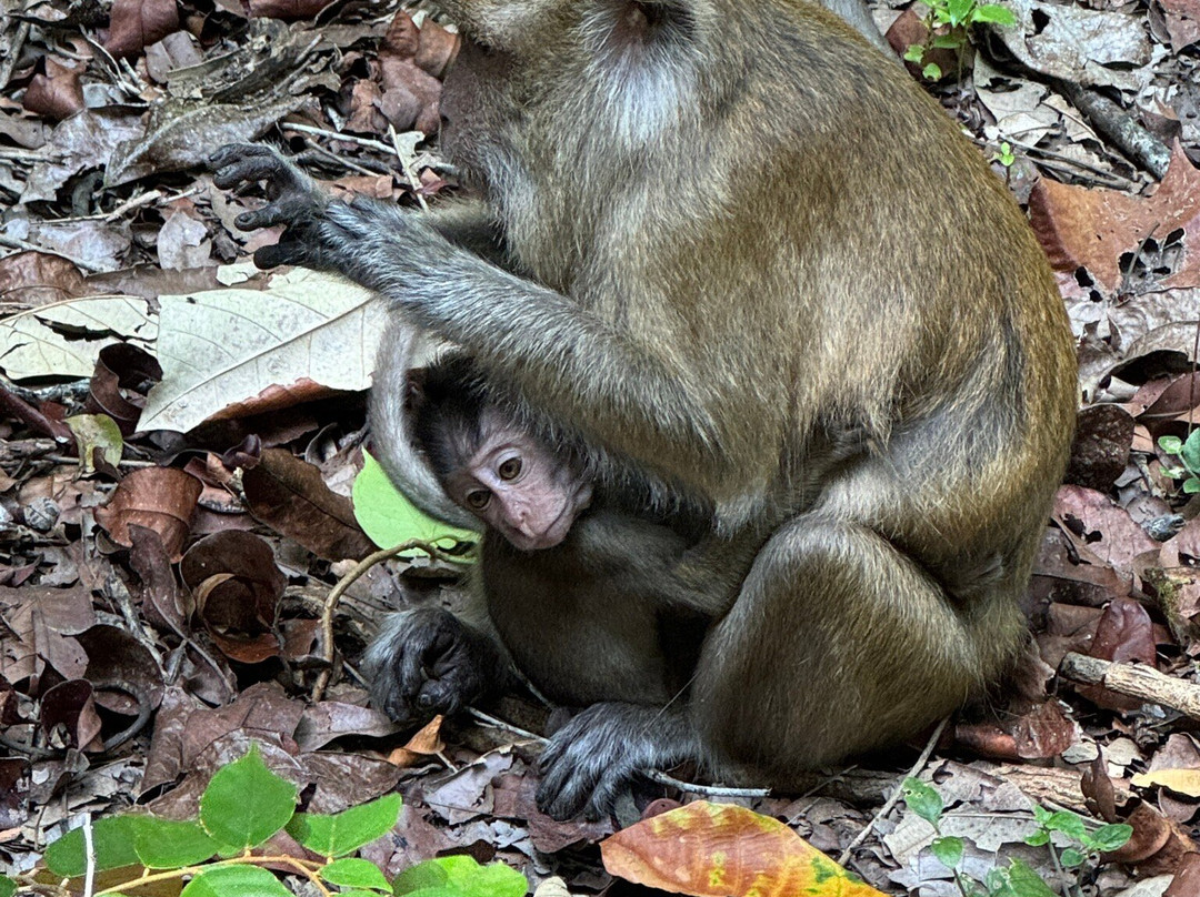 Pangandaran National Park-庞岸达兰必去景点