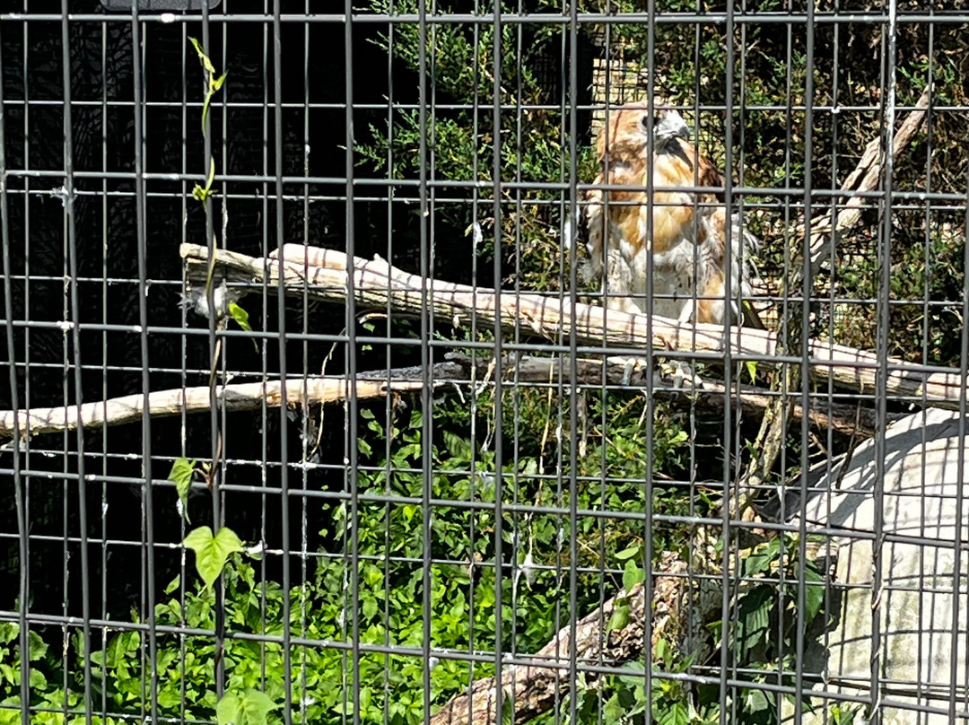 Red Wolf Sanctuary景点图片