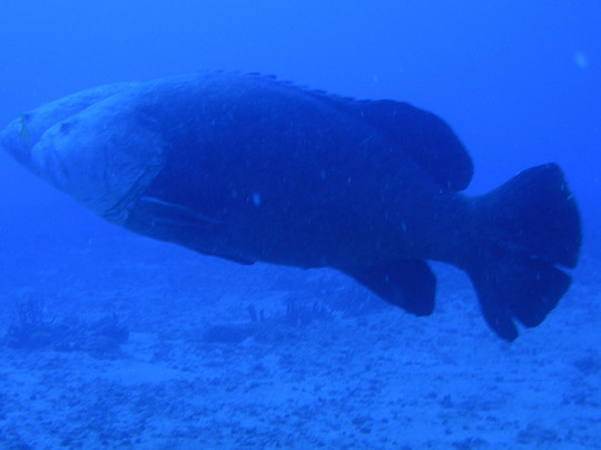 Scubatyme Scuba Charters-庞帕诺比奇必去景点