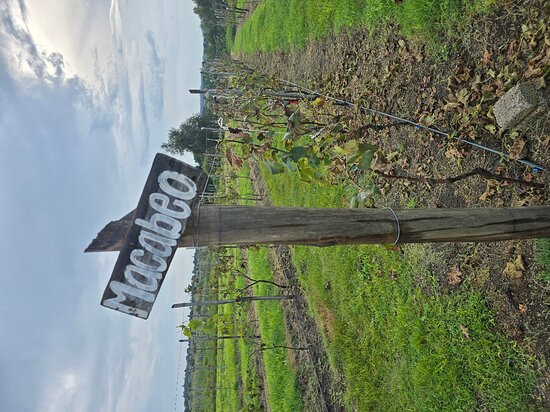 Viñedo Meseta Del Cielo