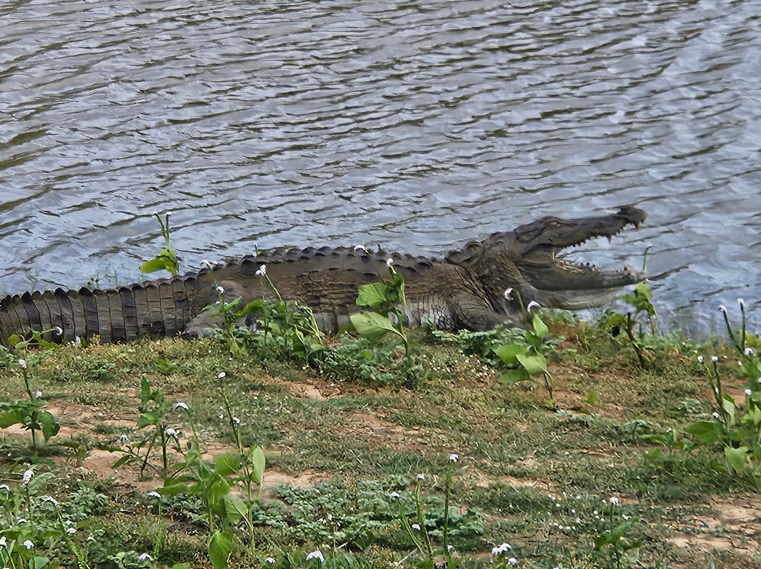 Wild Vibes Safari Tours Udawalawe-乌达瓦拉瓦必去景点