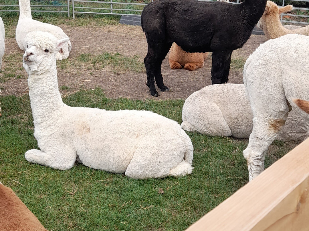 Yew Tree Alpacas景点图片