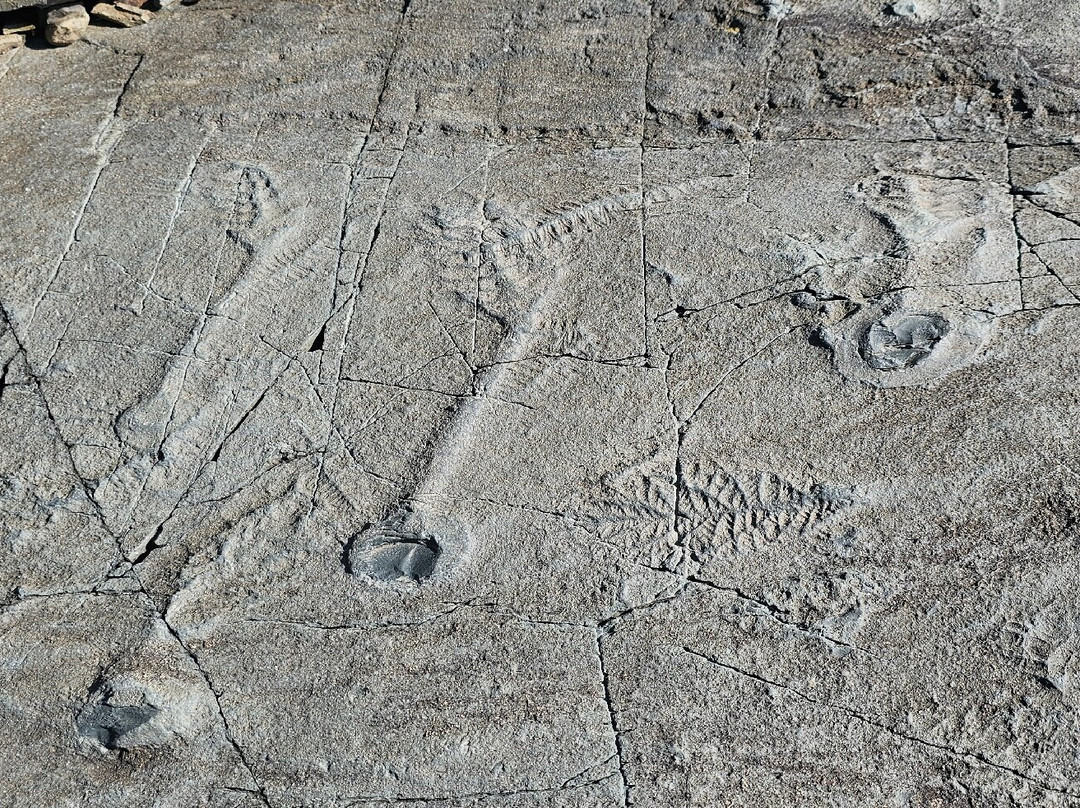 Mistaken Point Ecological Reserve景点图片