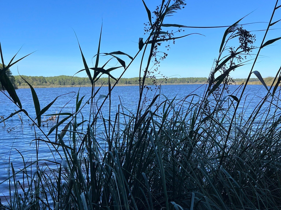 Réserve Naturelle De l'Etang De Cousseau景点图片