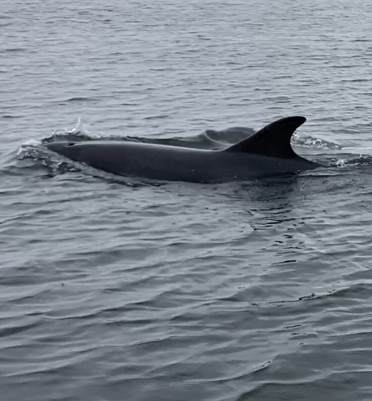 Dolphin Trips Avoch景点图片