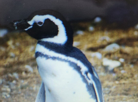 isla magdalena-蓬塔阿雷纳斯必去景点