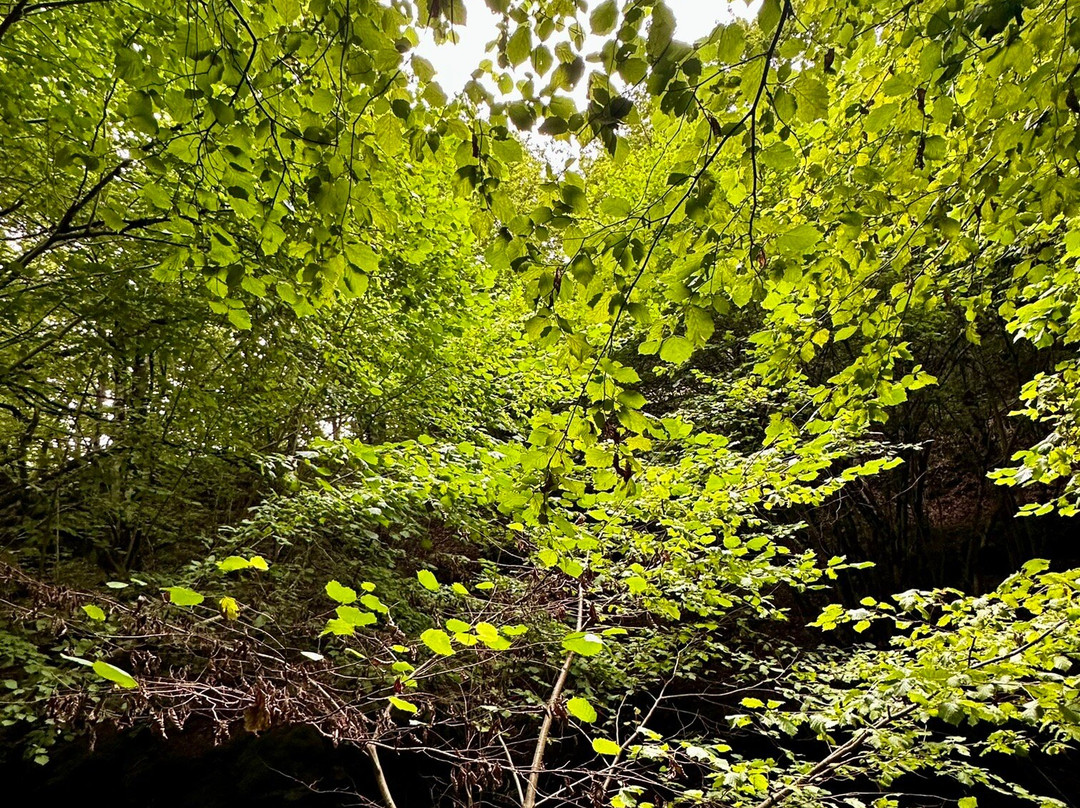 Quinto Real Forest-Eugi必去景点