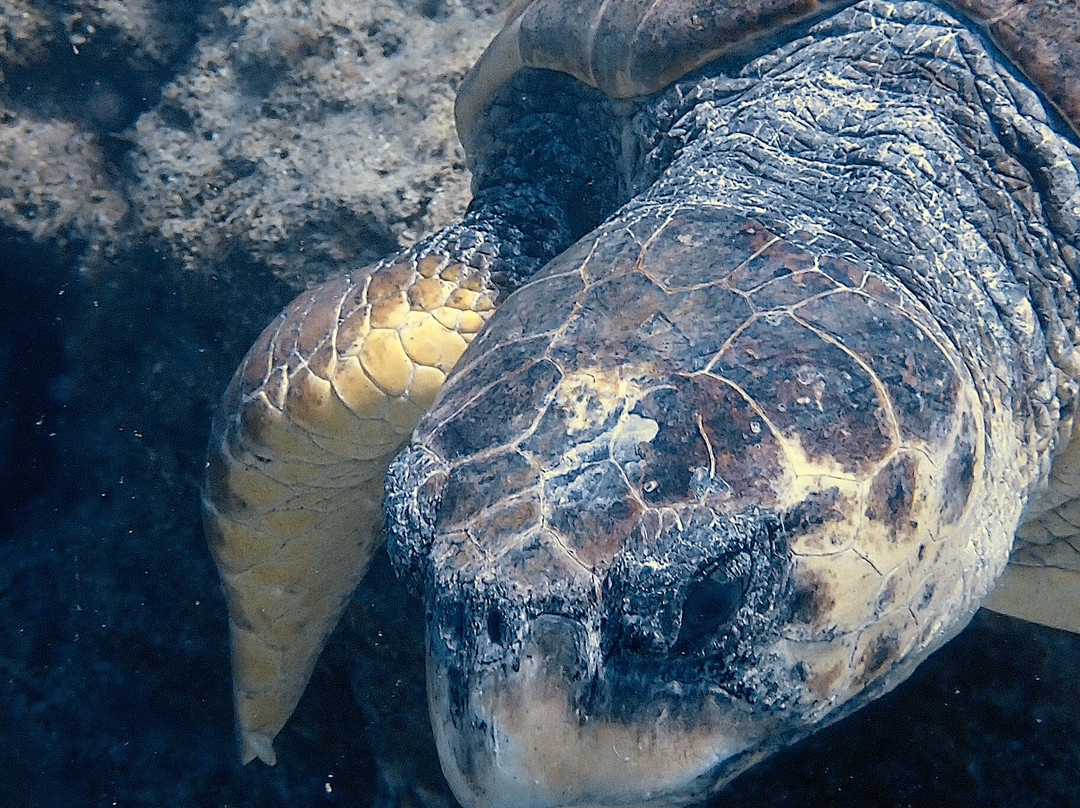 Crest Dive Centre-利马索尔必去景点