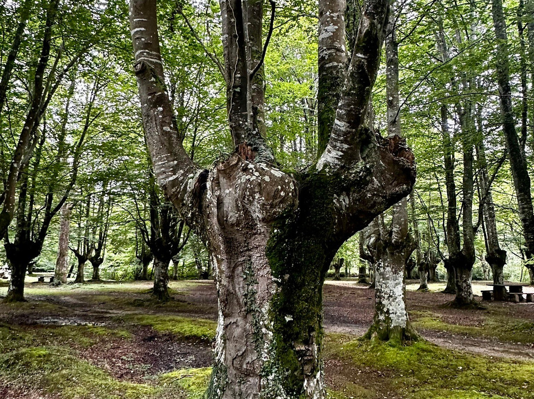 Gorbeia Parke Naturala景点图片