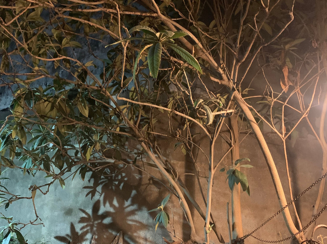 Museo Casa Del Nespolo景点图片