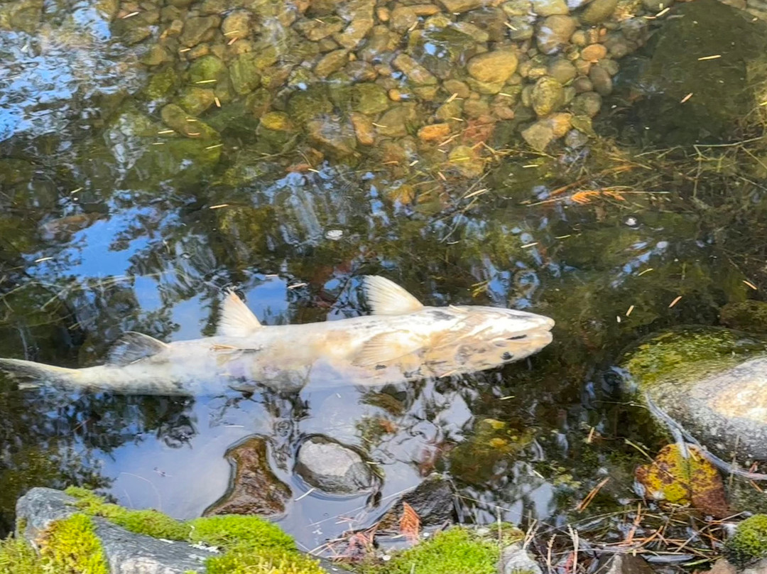 Weaver Creek Spawning Channel Recreation Site-阿加斯市必去景点