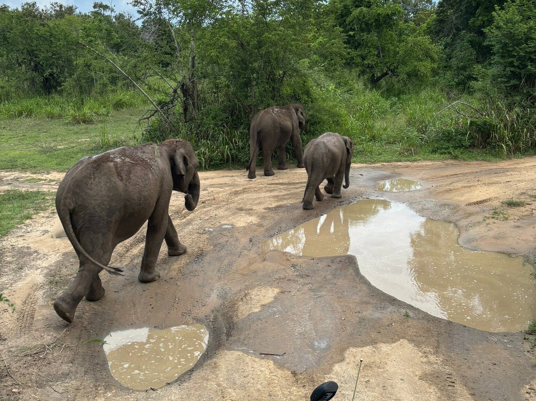 The Nature Safari Sigiriya景点图片