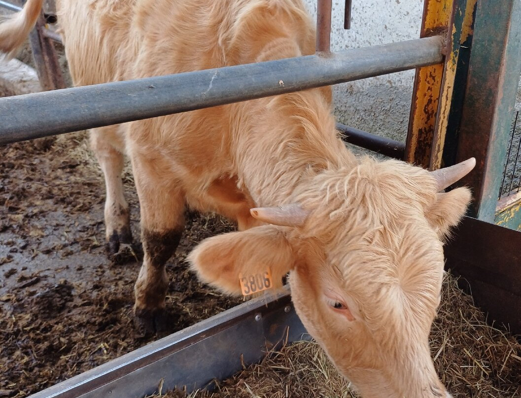 Fattoria Piolanti-Lazzate必去景点