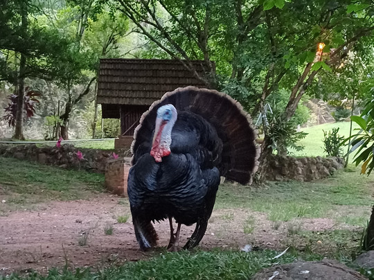 Cascata dos Deberofski-Sapiranga必去景点