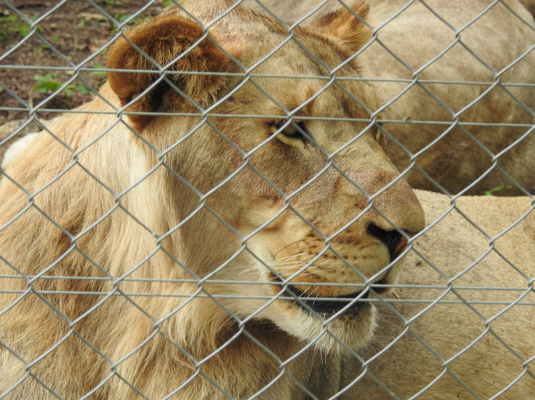 Pumbaa Wildpark And Accommodation-尼斯普鲁特必去景点