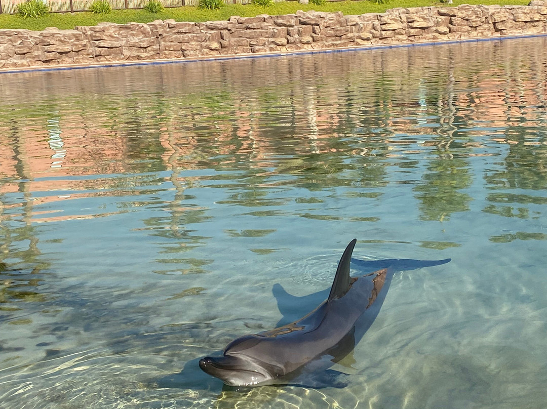 Sea Lion Point At Aquaventure World-迪拜必去景点