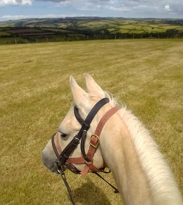 Pine Lodge Riding On Exmoor景点图片