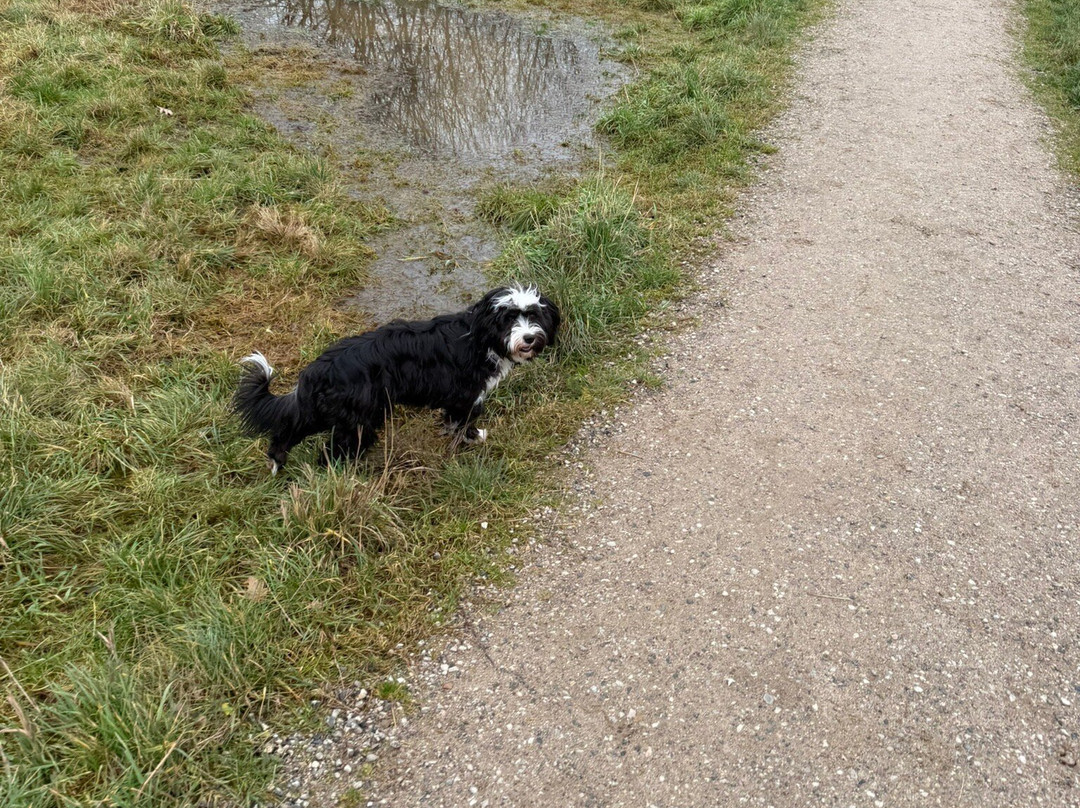 Solbjerg Hundepark景点图片