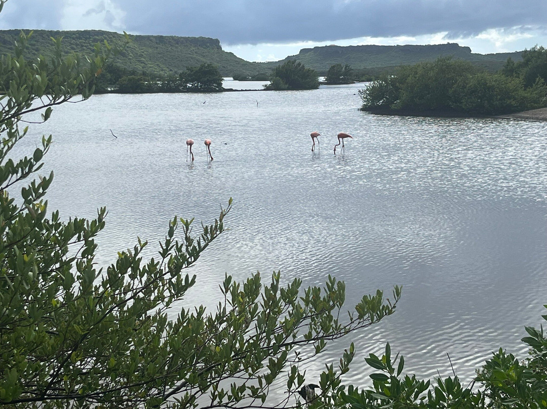 Flamingo Sanctuary Sint Willibrordus-Sint Willibrordus必去景点