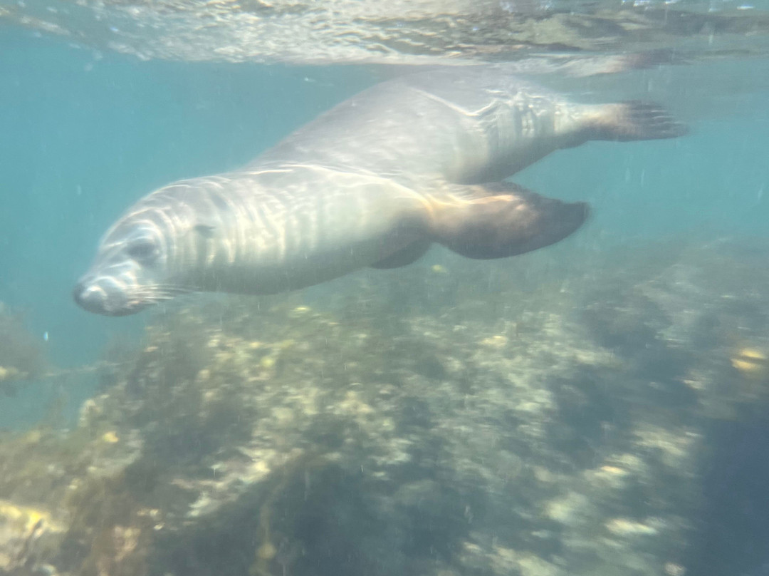 Sea Lion Charters-朱里恩湾必去景点