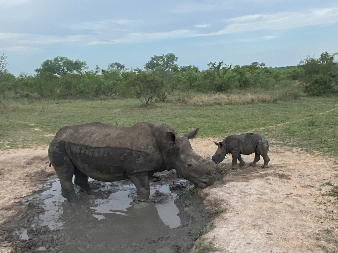 African Safari Guru-开普敦中心区必去景点