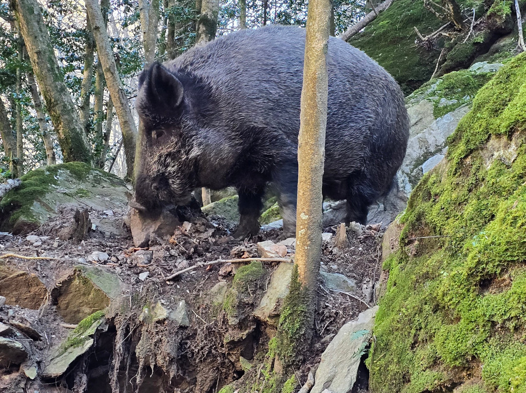Mollo Parc-Mollo必去景点