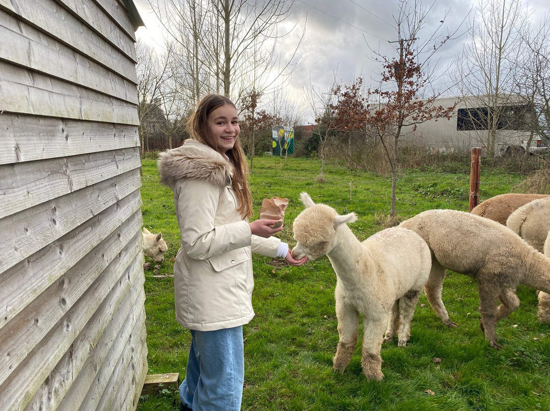 Dartmoor Reach Alpaca Experiences景点图片