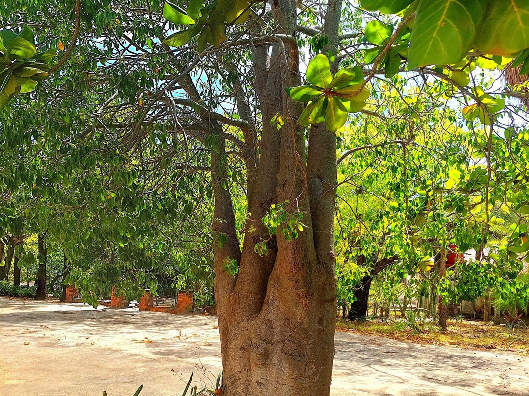 Arboretum of Ranopiso景点图片