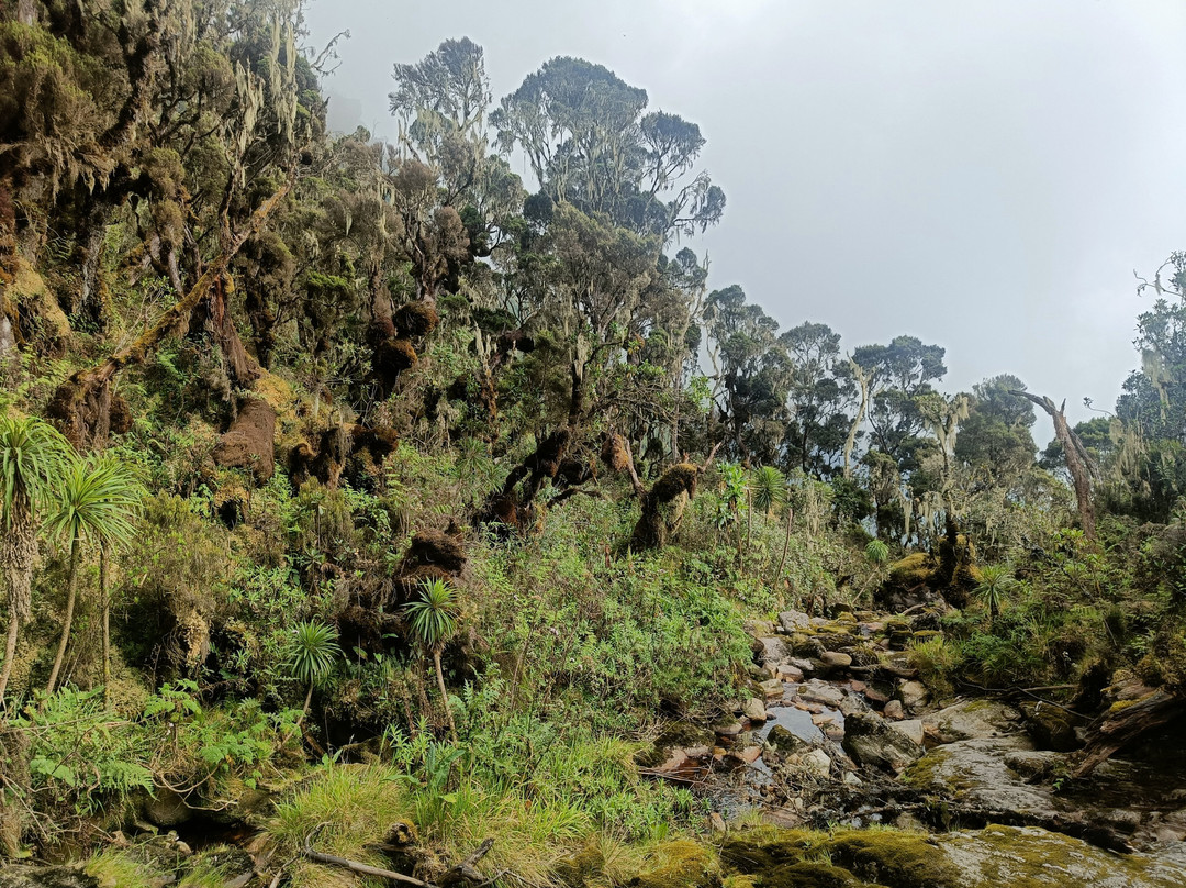 Rwenzori Trekking Services-Kasese必去景点