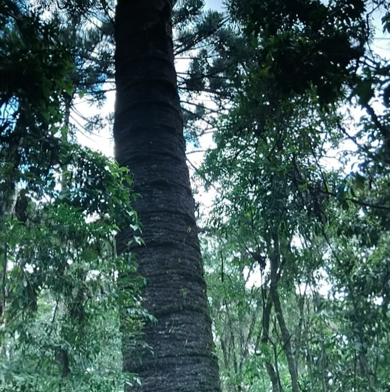 Trilha do Pinheiro Velho-蒙特贝尔德必去景点