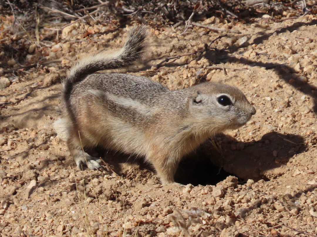 Arch Rock Nature Trail-约书亚树国家公园必去景点