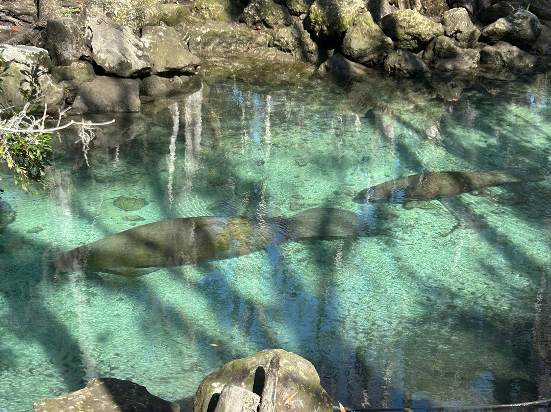 Crystal River National Wildlife Refuge-克里斯特尔里弗必去景点