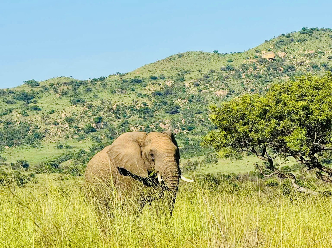 Nkomazi Game Reserve-巴德普拉斯必去景点