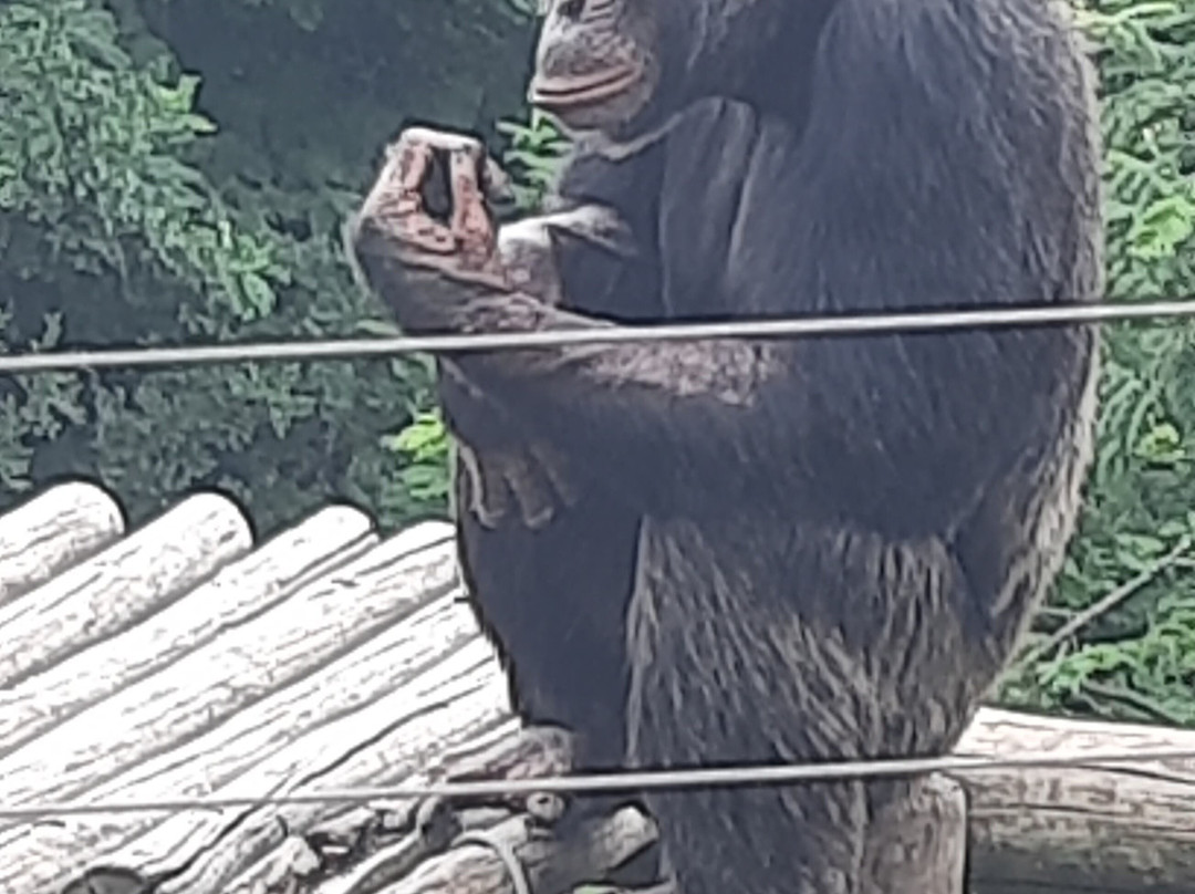 Jane Goodall Chimpanzee Eden Sanctuary-尼斯普鲁特必去景点