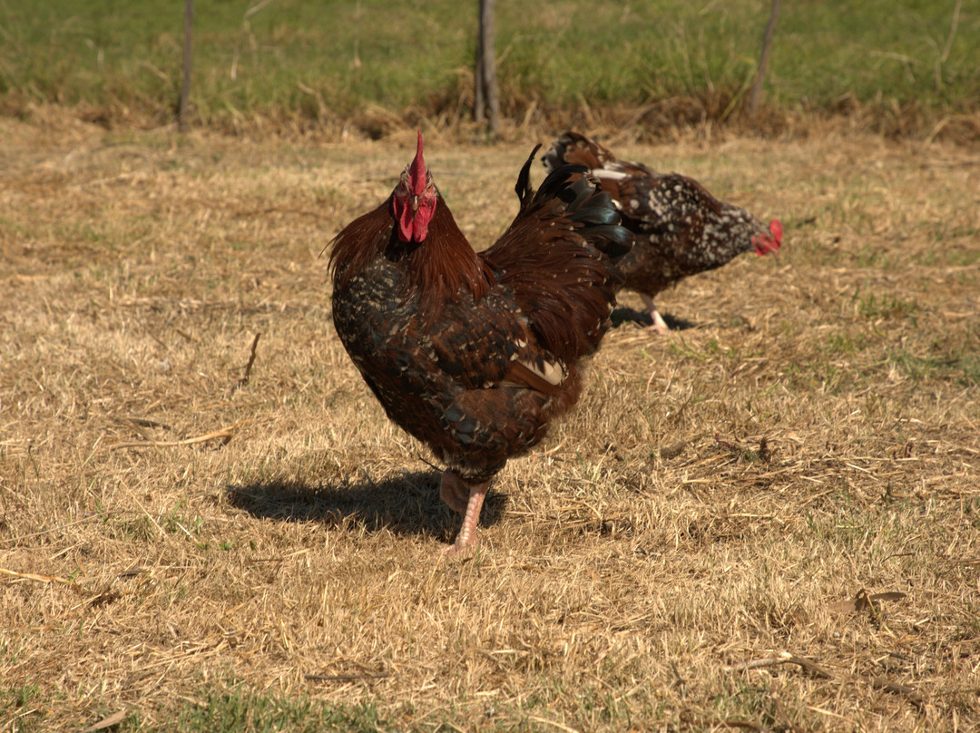 Olijvenhof Olive Estate-蒙提古必去景点