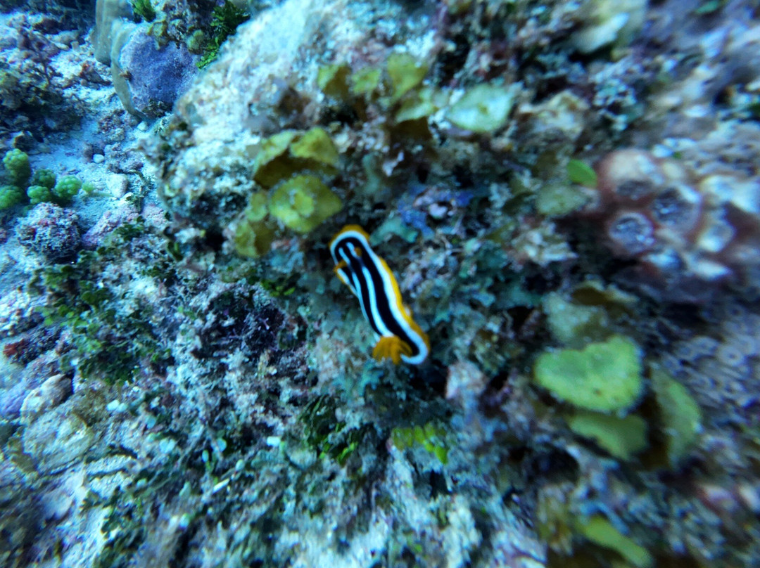 Buccaneer Diving-帕杰必去景点