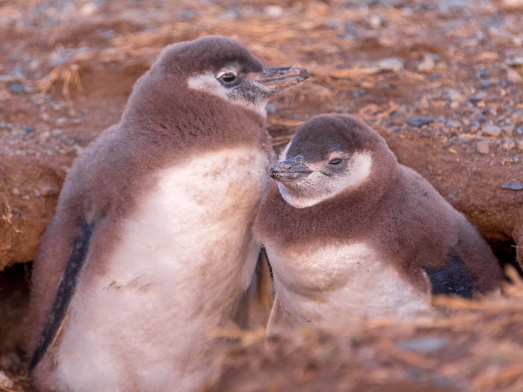 Monumento Natural Los Pinguinos景点图片