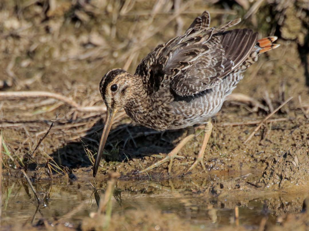 Birds of Peru Tours-马尔多纳多港必去景点