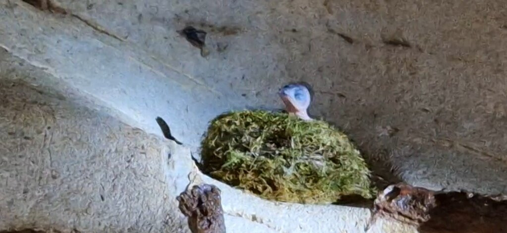 Deer Cave-姆鲁国家公园必去景点