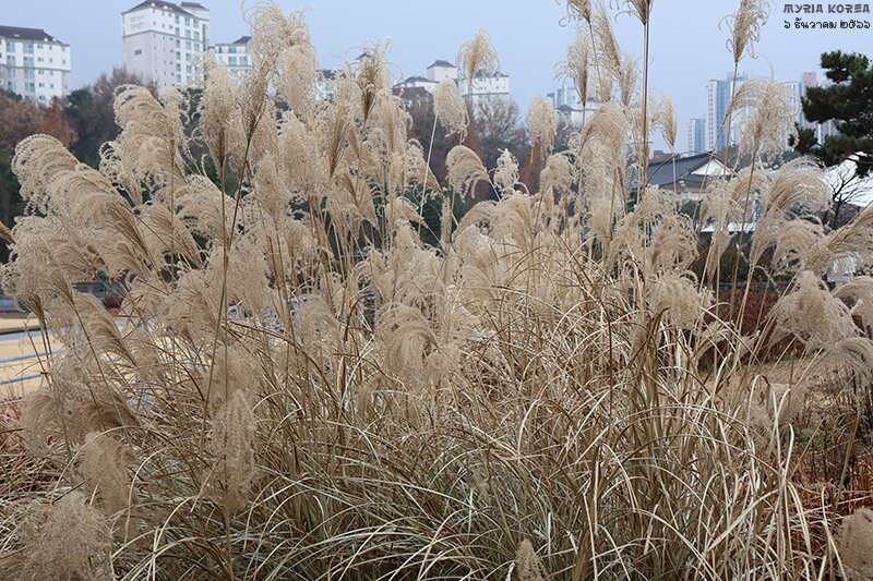 Geolpo Central Park-金浦市必去景点