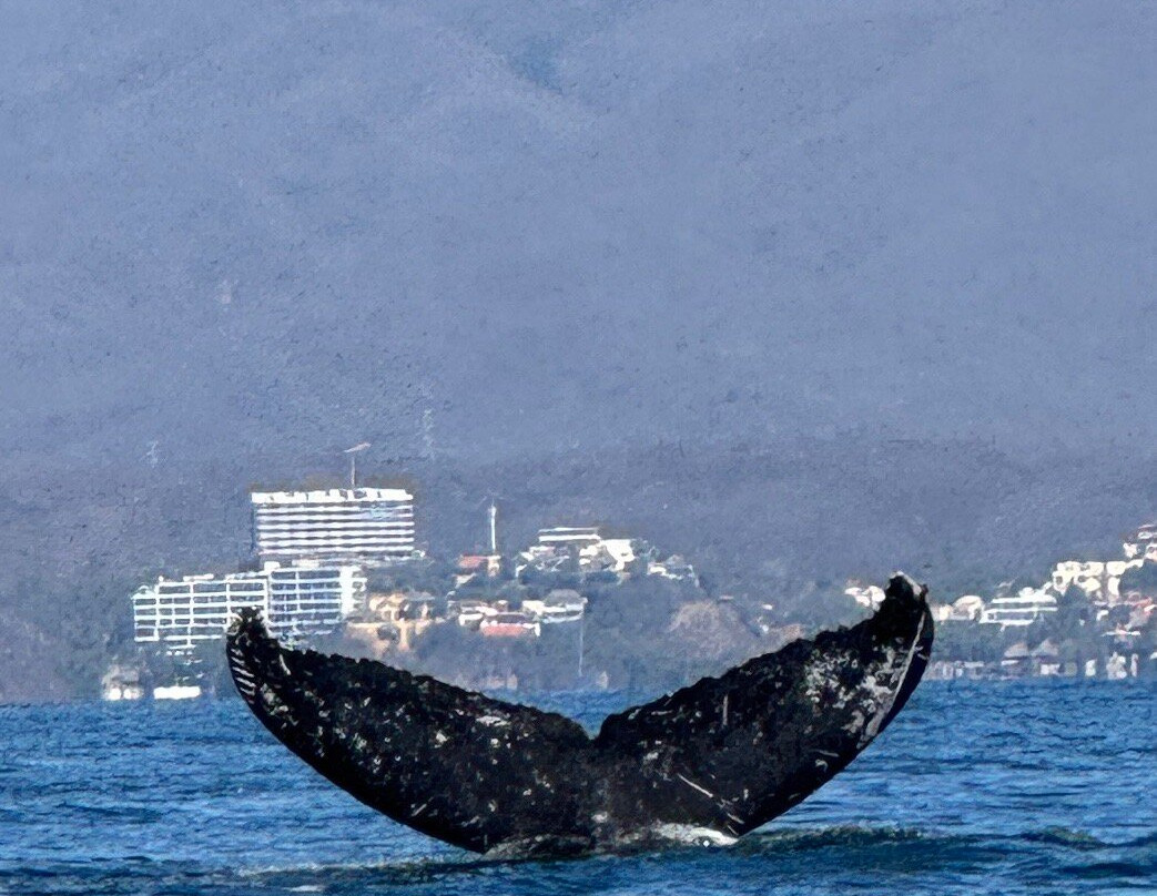 Ocean Friendly Whale Watching Tours-瓦拉塔港必去景点